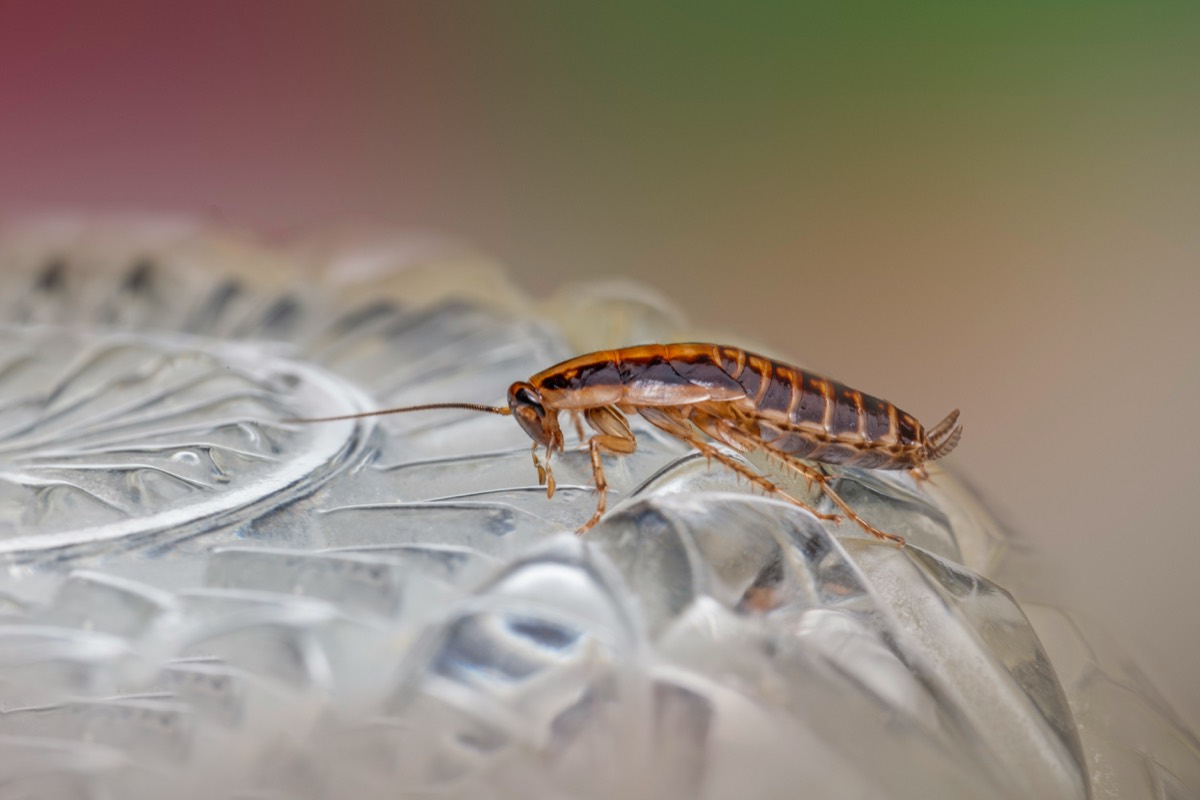 Cafards en cuisine : comment éviter l’infestation